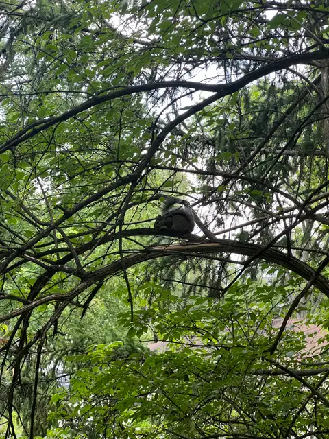Nature's quiet observer, perfectly perched.